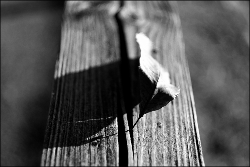 Blatt und Schatten