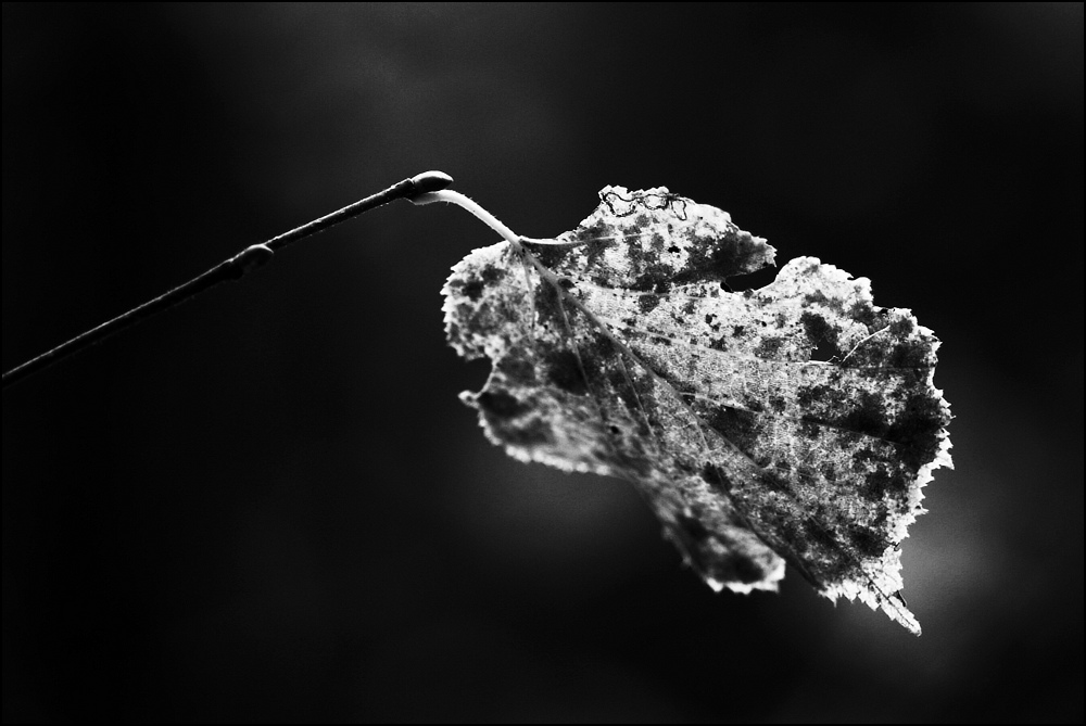 Das vergessene Blatt