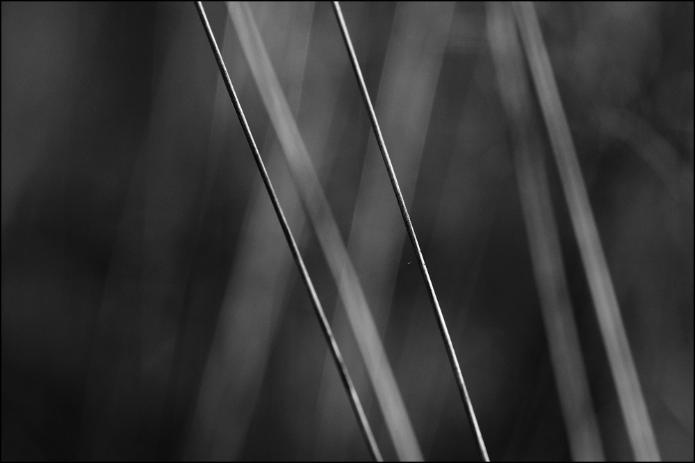Der Wind wiegt mich still